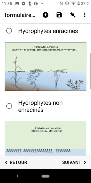 type_vegetation_aquatique_2